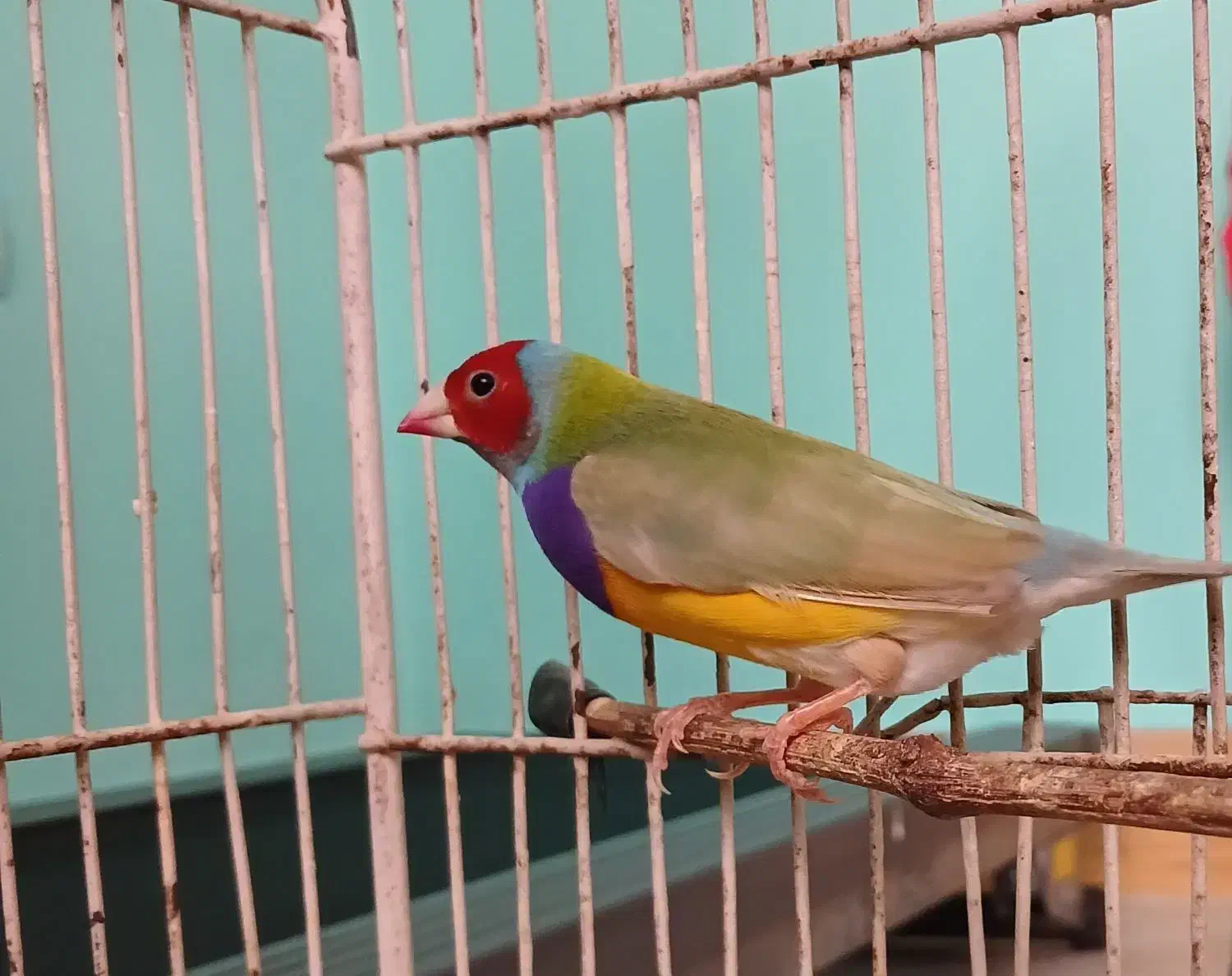 فنچ گلدین|پرنده|رشت, فلسطین|دیوار