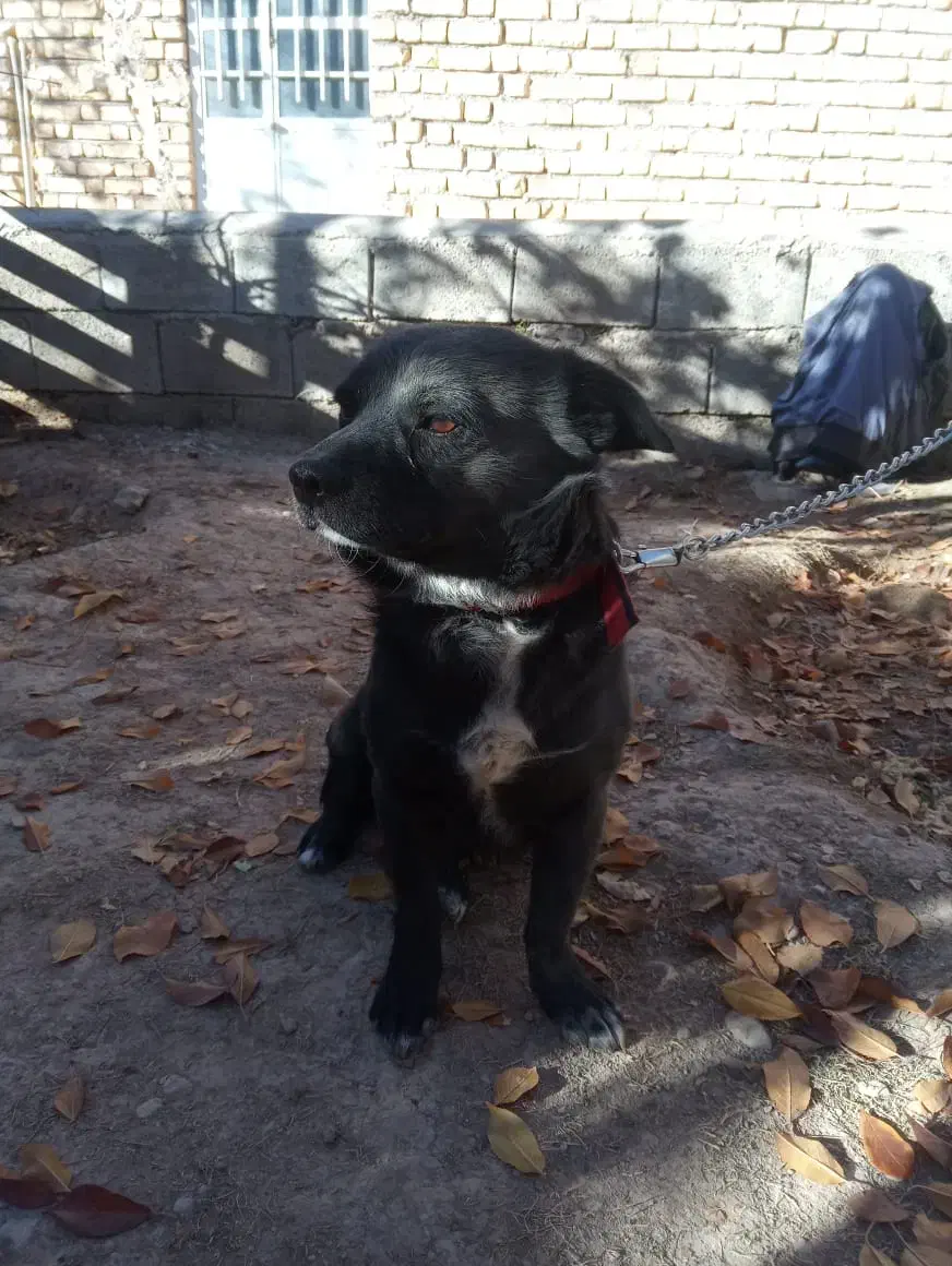 سک پاپی اشپیتز نر مشکی باهوش|سگ|شهرضا, |دیوار