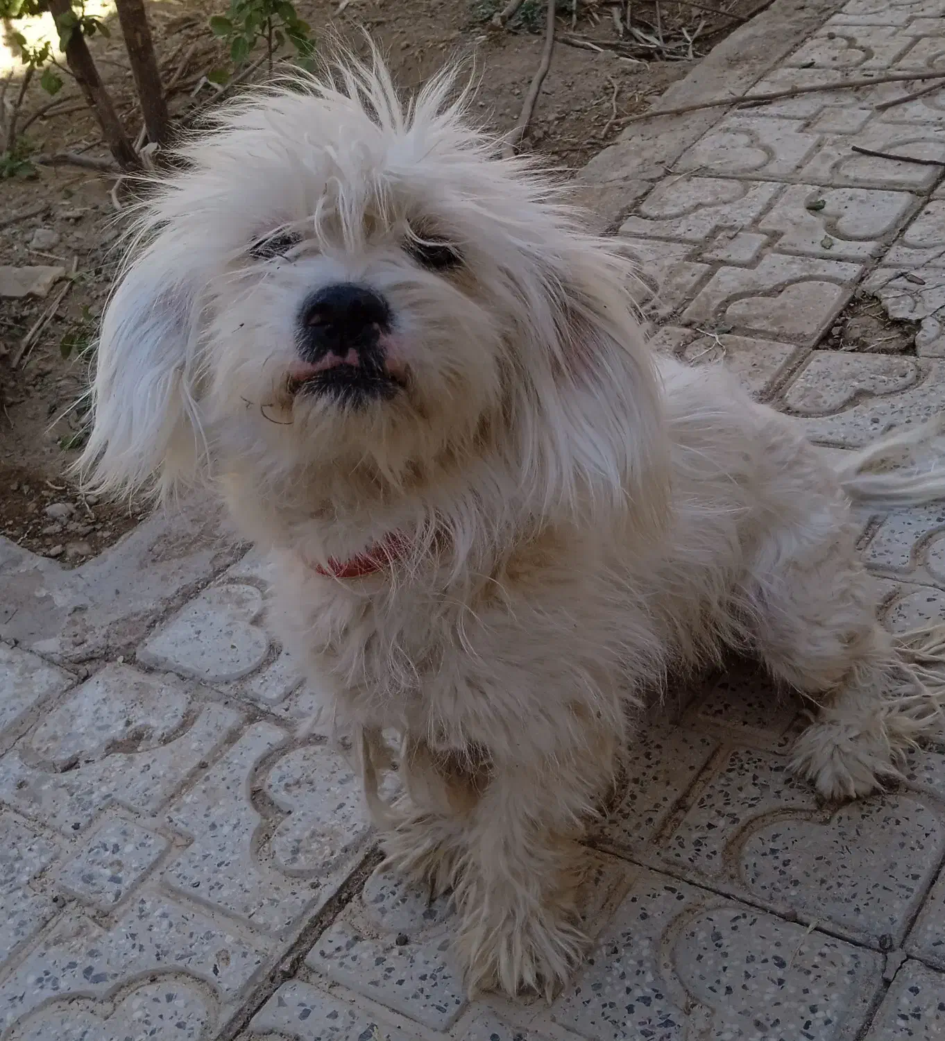 فروشی|سگ|بهمن صغاد, |دیوار