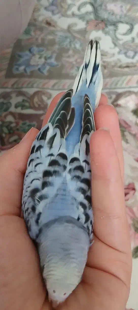 جوجه مرغ عشق|پرنده|مشهد, رضاییه|دیوار