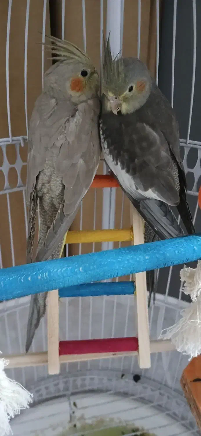 دوعدد عروس هلندی|پرنده|قم, شهر قائم|دیوار