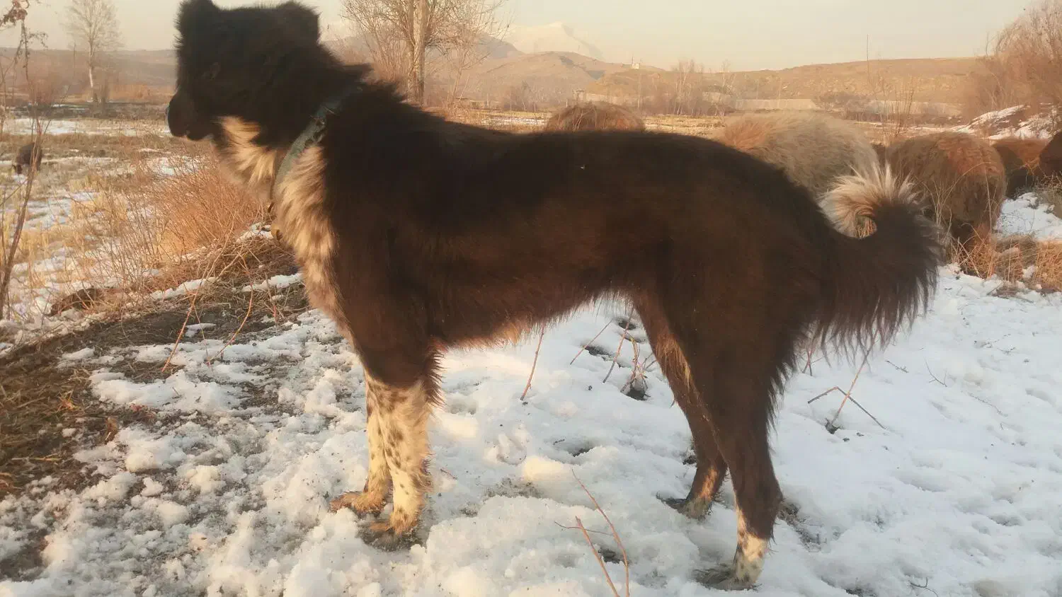 سگ ماده نزدیک به یکسال|سگ|فولادشهر, فولادشهر|دیوار