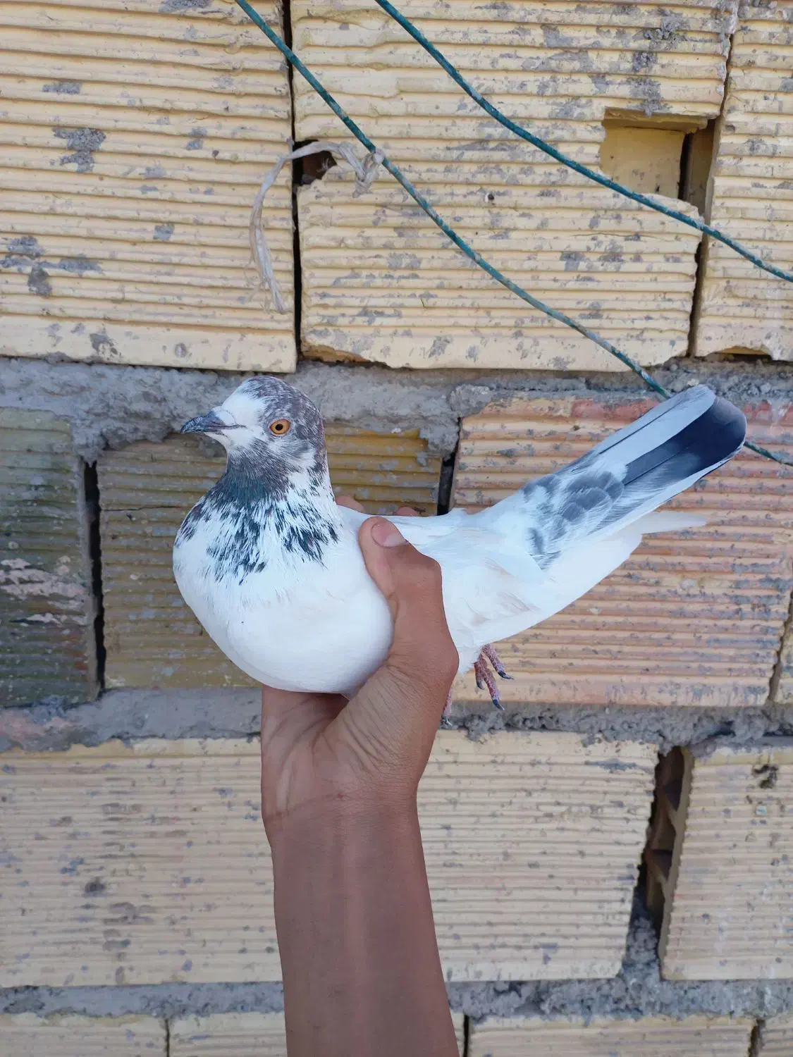 کبوتر کاشونی|پرنده|شهرضا, |دیوار