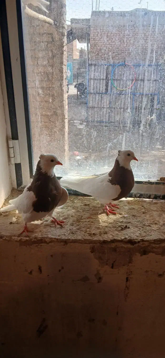 طو قی سالم جوان|پرنده|لیلان, |دیوار