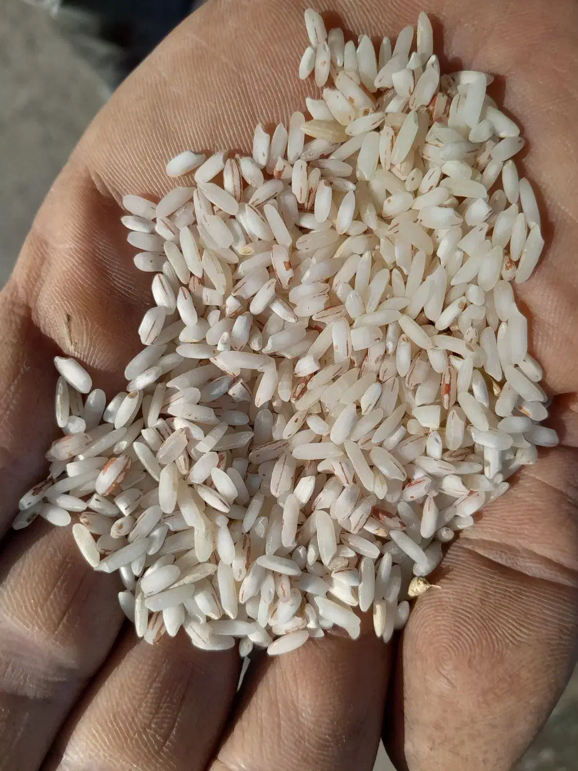 قلوه برنج هاشمی تمیز شده|خوردنی و آشامیدنی|صومعهسرا, |دیوار