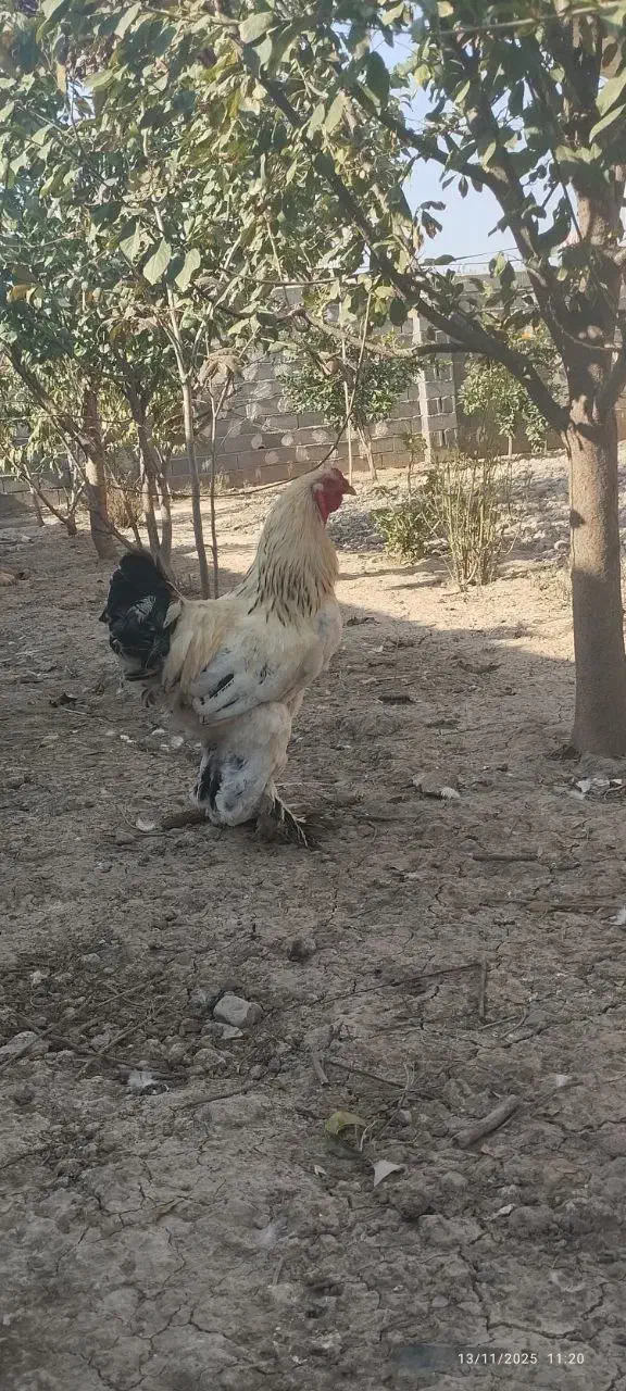 خروس برهما|حیوانات مزرعه|سنگدوین, |دیوار