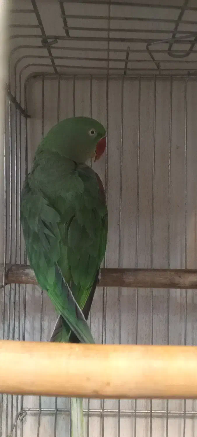 فروش تمامی طوطی ها و پرندگان زینتی|پرنده|تبریز, |دیوار