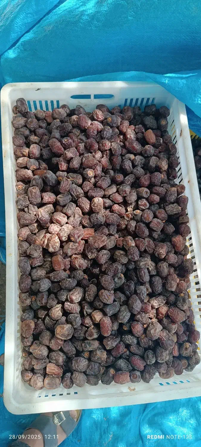 خرمای مرداسنگ|خوردنی و آشامیدنی|منوجان, |دیوار