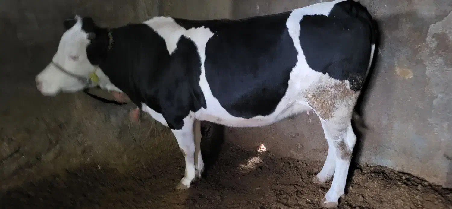 گاو یا گوساله|حیوانات مزرعه|دینور, |دیوار