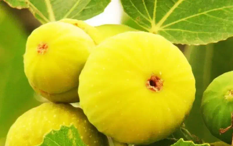 تولید وفروش نهال انجیر عسلی|خدمات باغبانی و درختکاری|آشخانه, |دیوار