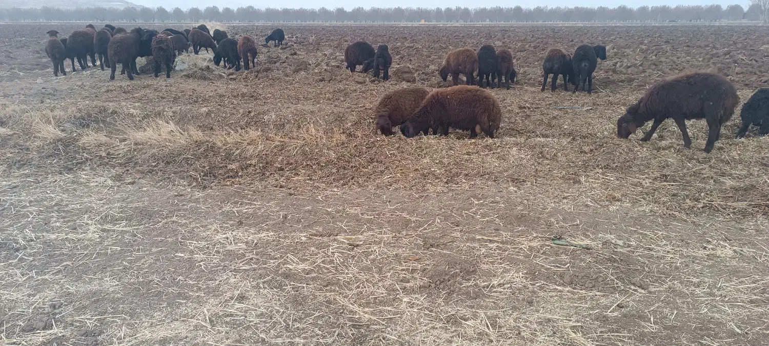 61بره نر دشتی نیم گوشت36ملیون|حیوانات مزرعه|نقده, |دیوار