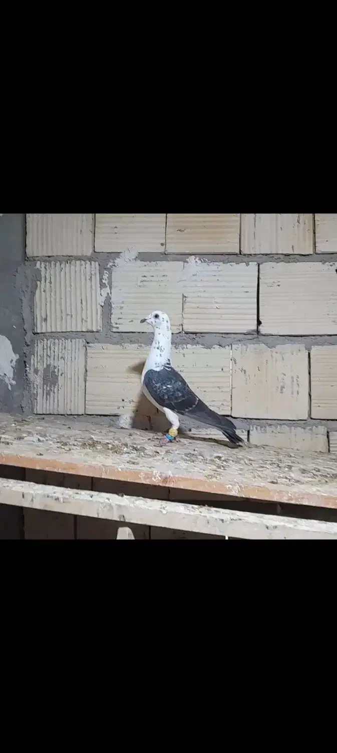 کبوتر سینه سفید|پرنده|جویم, |دیوار