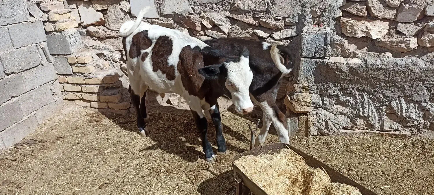 گوساله سیمینتال .|حیوانات مزرعه|اصفهان, شهرستان|دیوار