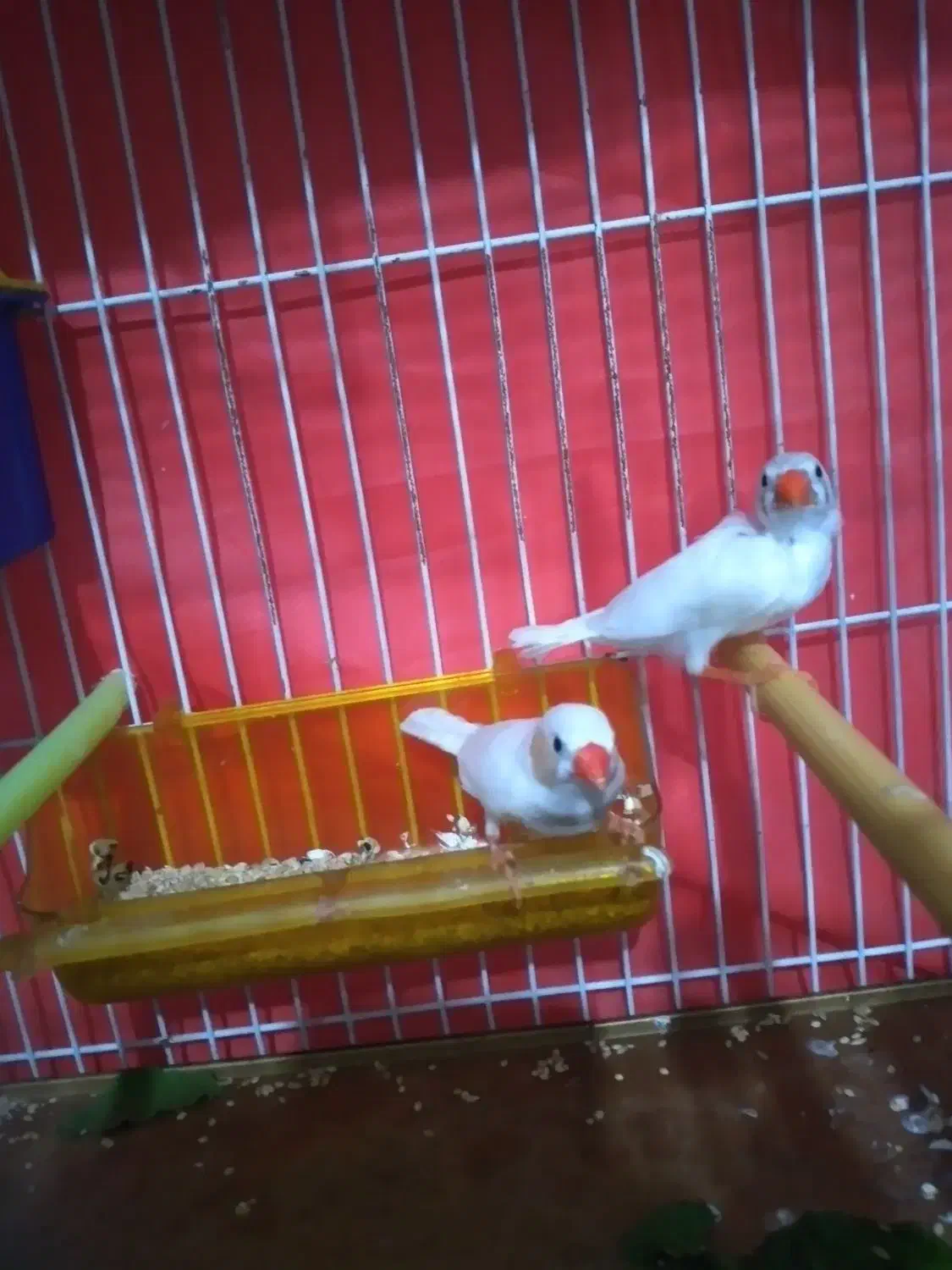 یک جفت فنج سفید زبیا و ۲ عدد مرغ عشق سرلاکی|پرنده|مشهد, نیزه|دیوار