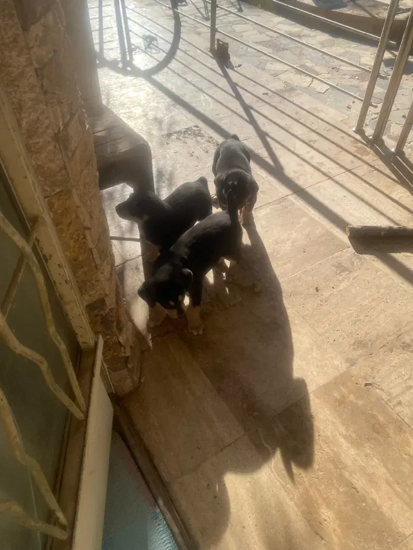 توله سگ|سگ|اصفهان, دنارت|دیوار