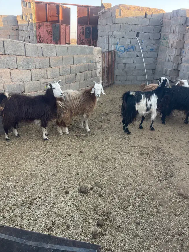 بز کردی ابستن. زرند|حیوانات مزرعه|کرمان, |دیوار