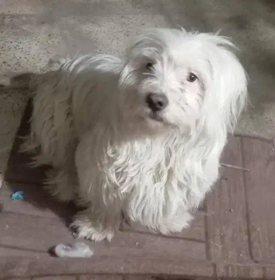 واگذاری سگ|سگ|قدس, شهر‌قدس|دیوار