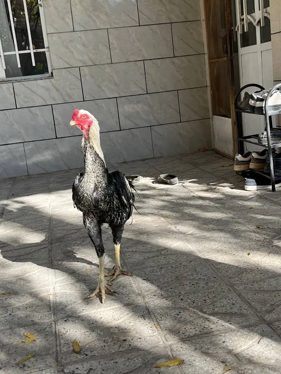 یک جفت عطیقه فروشی|پرنده|تربت جام, شهید غلام زاده|دیوار