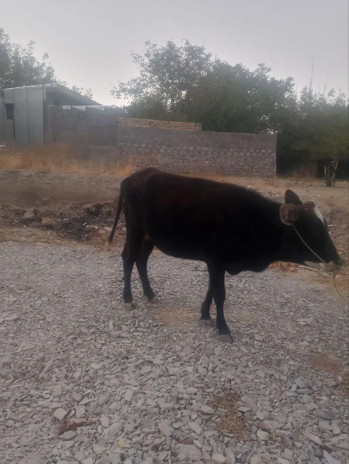 یک گاو ماده ویک گوساله نر|حیوانات مزرعه|بم, |دیوار