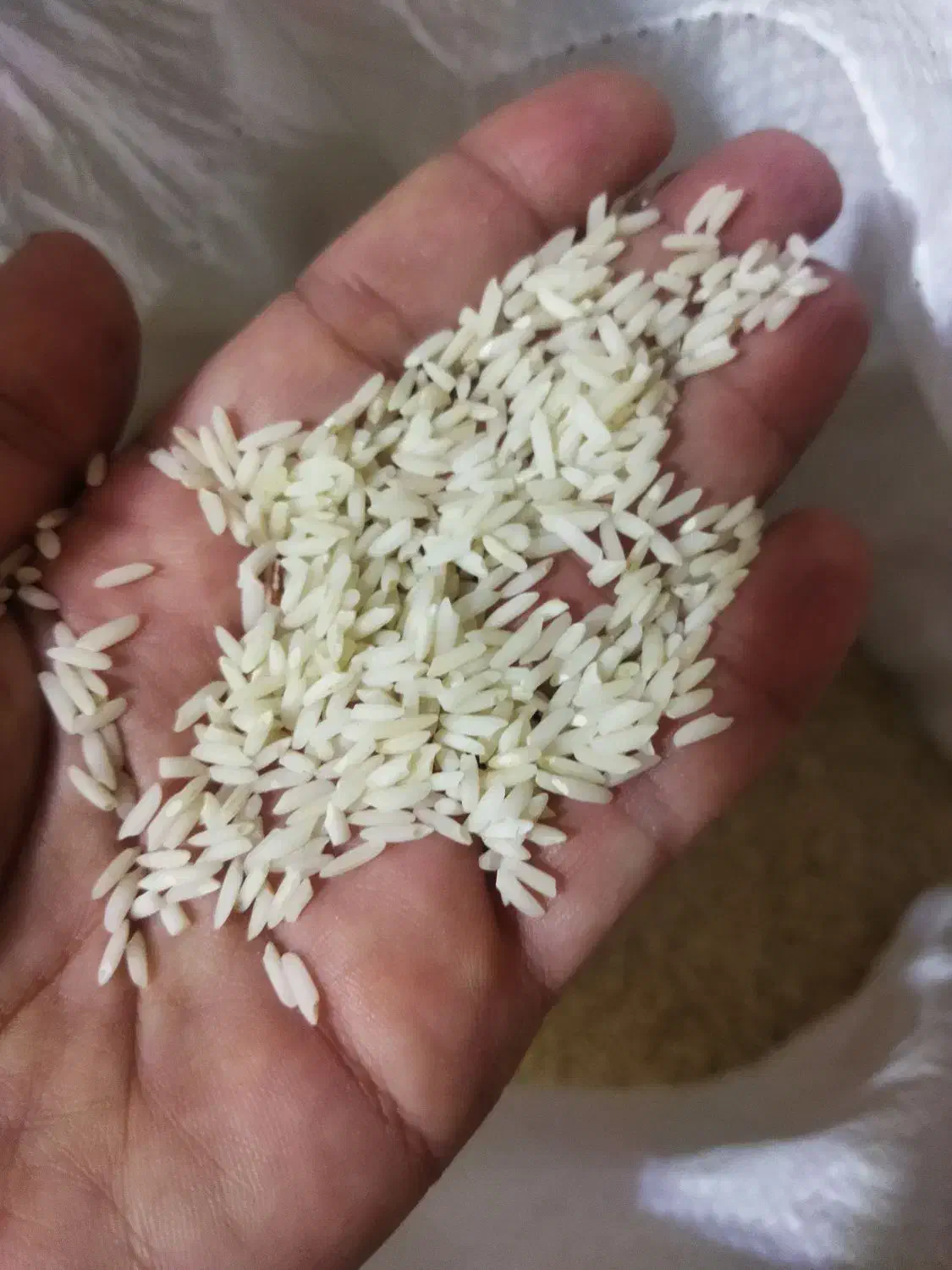 برنج سالم علی کاظمی|خوردنی و آشامیدنی|دورود, |دیوار