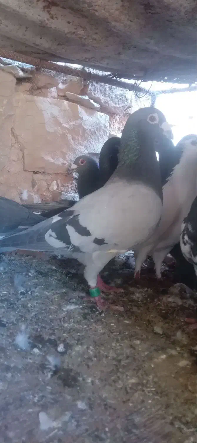 کبوتر پلاکی مسافتی|پرنده|مسجد سلیمان, |دیوار