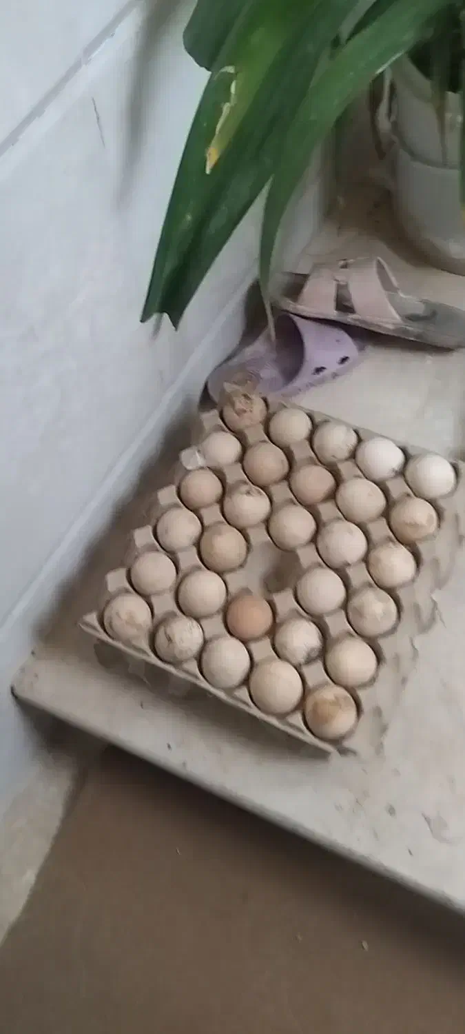 تخممرغبومی|لوازم جانبی حیوانات|برخوار, |دیوار