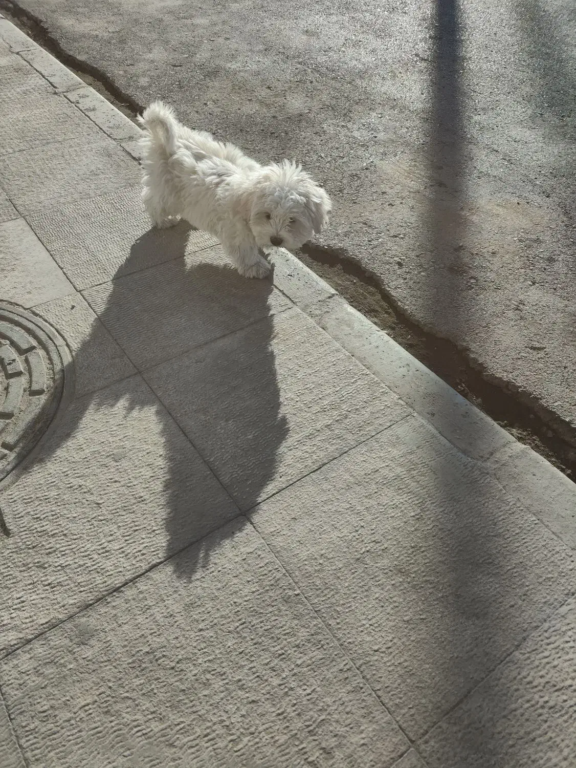 تیریر ۴ ماه|سگ|شاهین‌شهر, فردوسی|دیوار