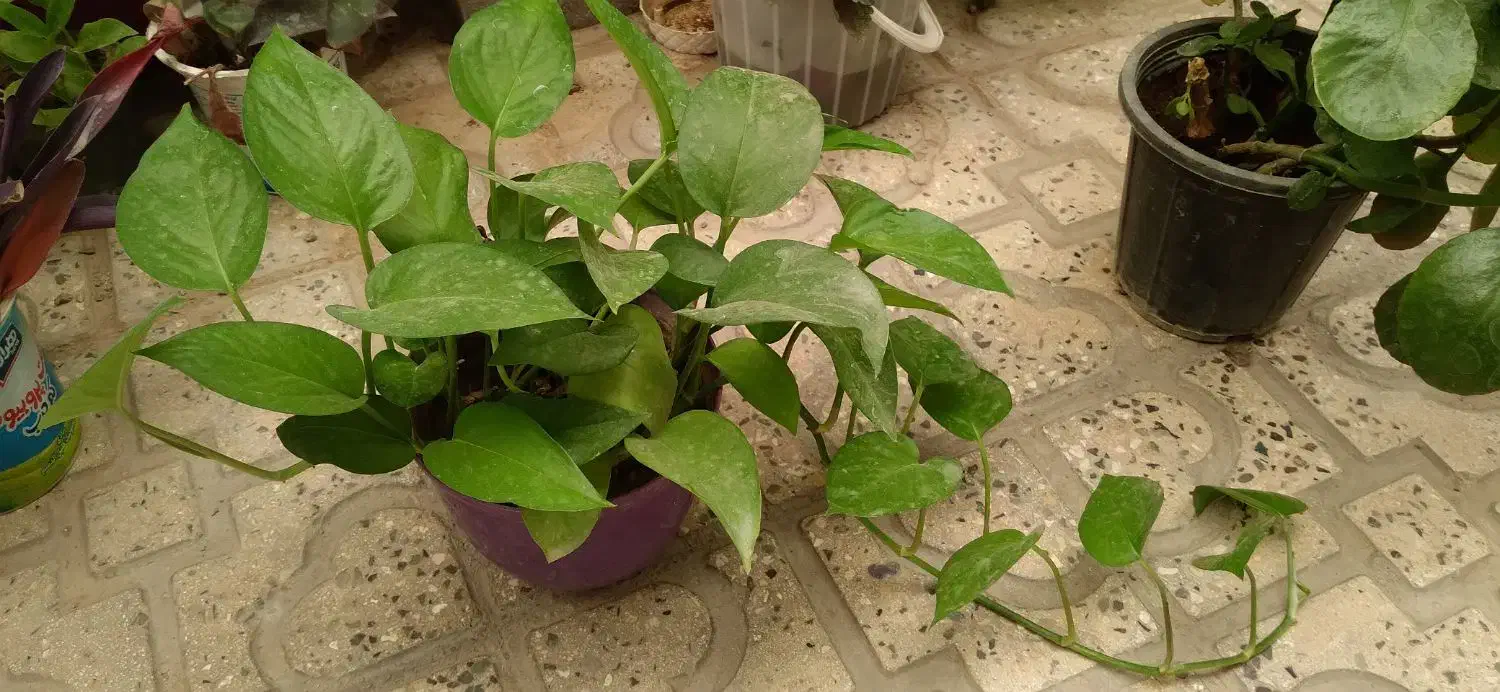 تعدادی گلدان زیبا بهفروش میرسد|گل و گیاه طبیعی|قزوین, |دیوار