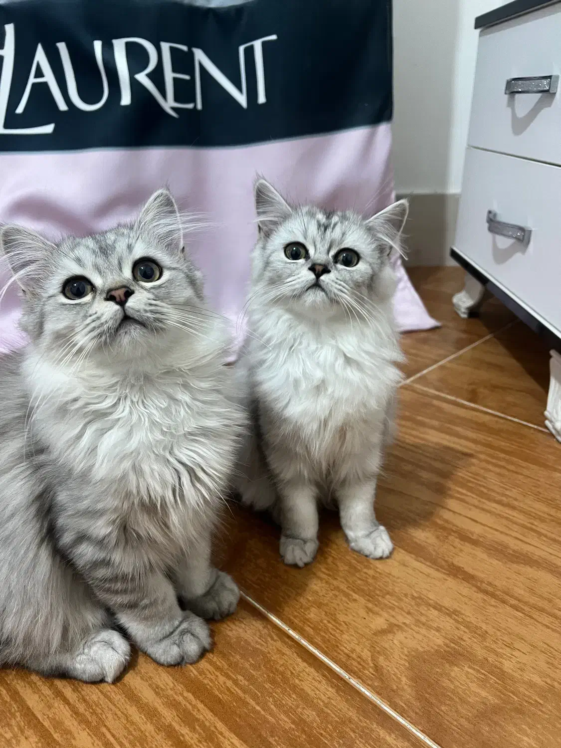 گربه ماده نژاد قوی پرشین چین چیلا|گربه|بندرعباس, |دیوار