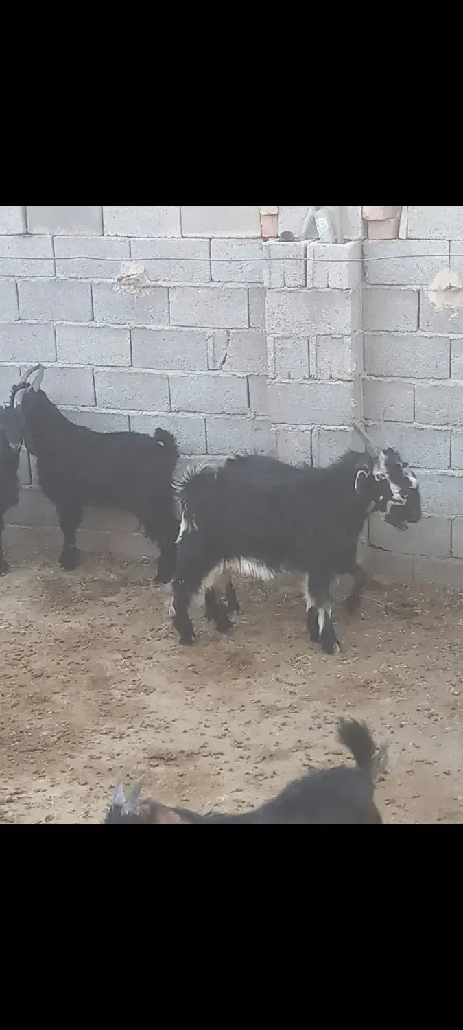 کهره نر|حیوانات مزرعه|زرقان, |دیوار