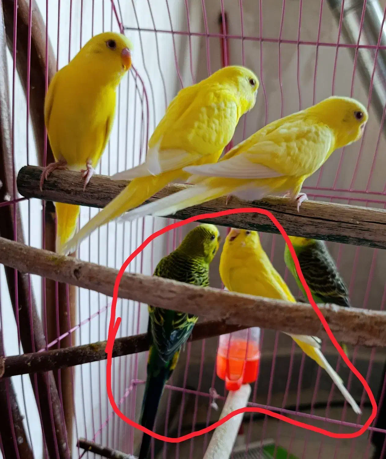 جفت مرغ عشق مولد|پرنده|سلماس, |دیوار