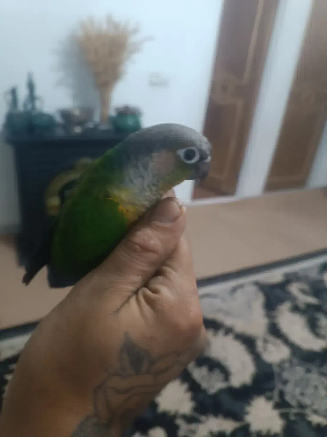 طوطی گرینچیک رد بلو مولد|پرنده|کوهدشت, |دیوار