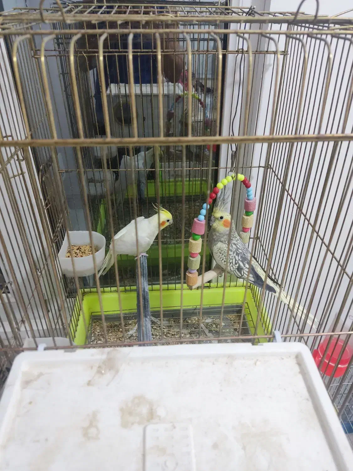 عروس هلندی|پرنده|کمیجان, |دیوار