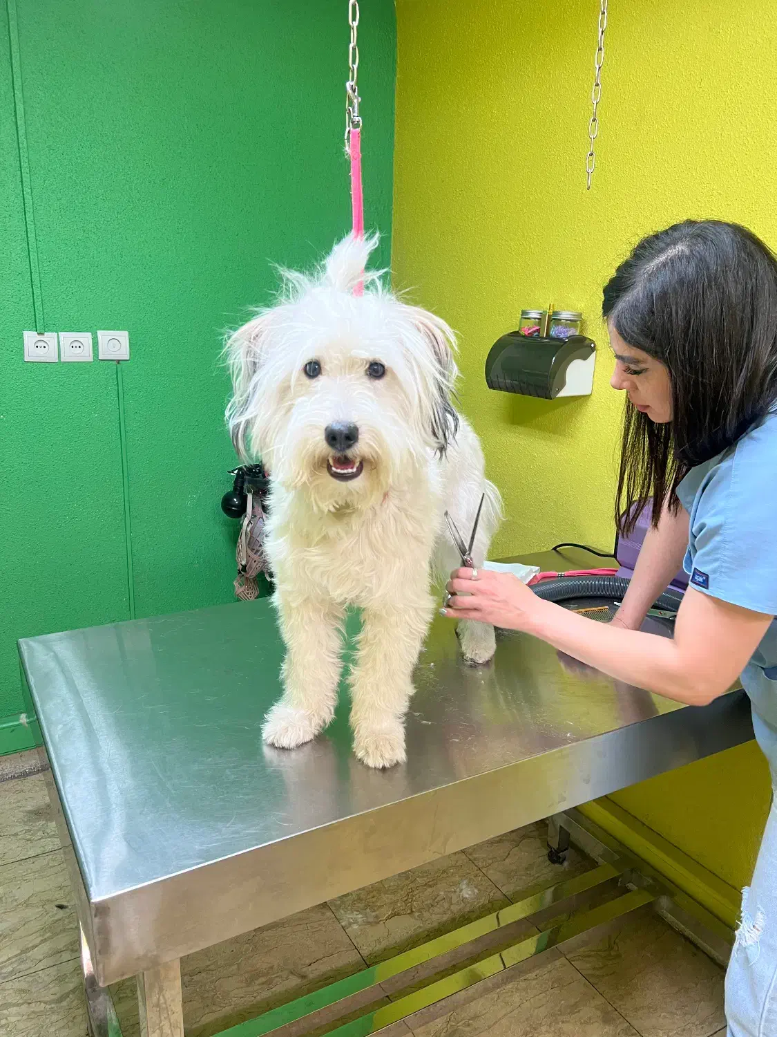 واگذاری|سگ|ری, دیلمان|دیوار