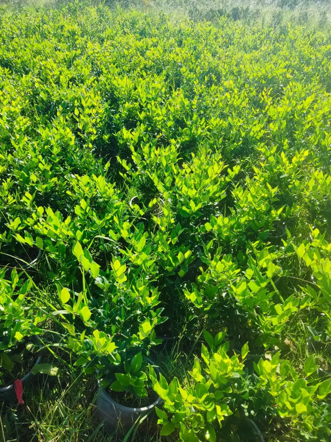 فروش یاس هلندی و کامیس زعفرانی|گل و گیاه طبیعی|خرمآباد (تنکابن), |دیوار