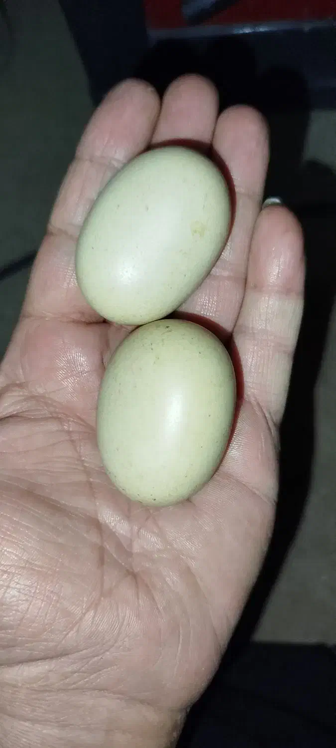 سنگهای تزئین به شکل تخم مرغ رسمی..بسیار زیبا|کلکسیون اشیاء عتیقه|یزد, |دیوار