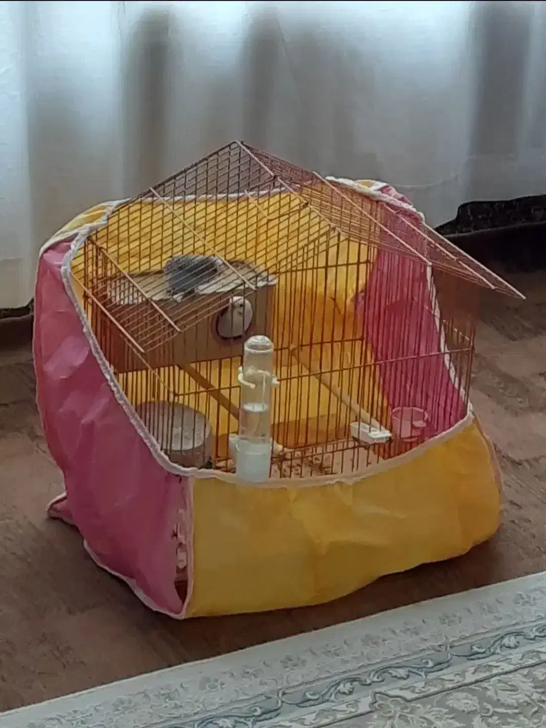 مرغ عشق مولد|پرنده|گرمی, |دیوار