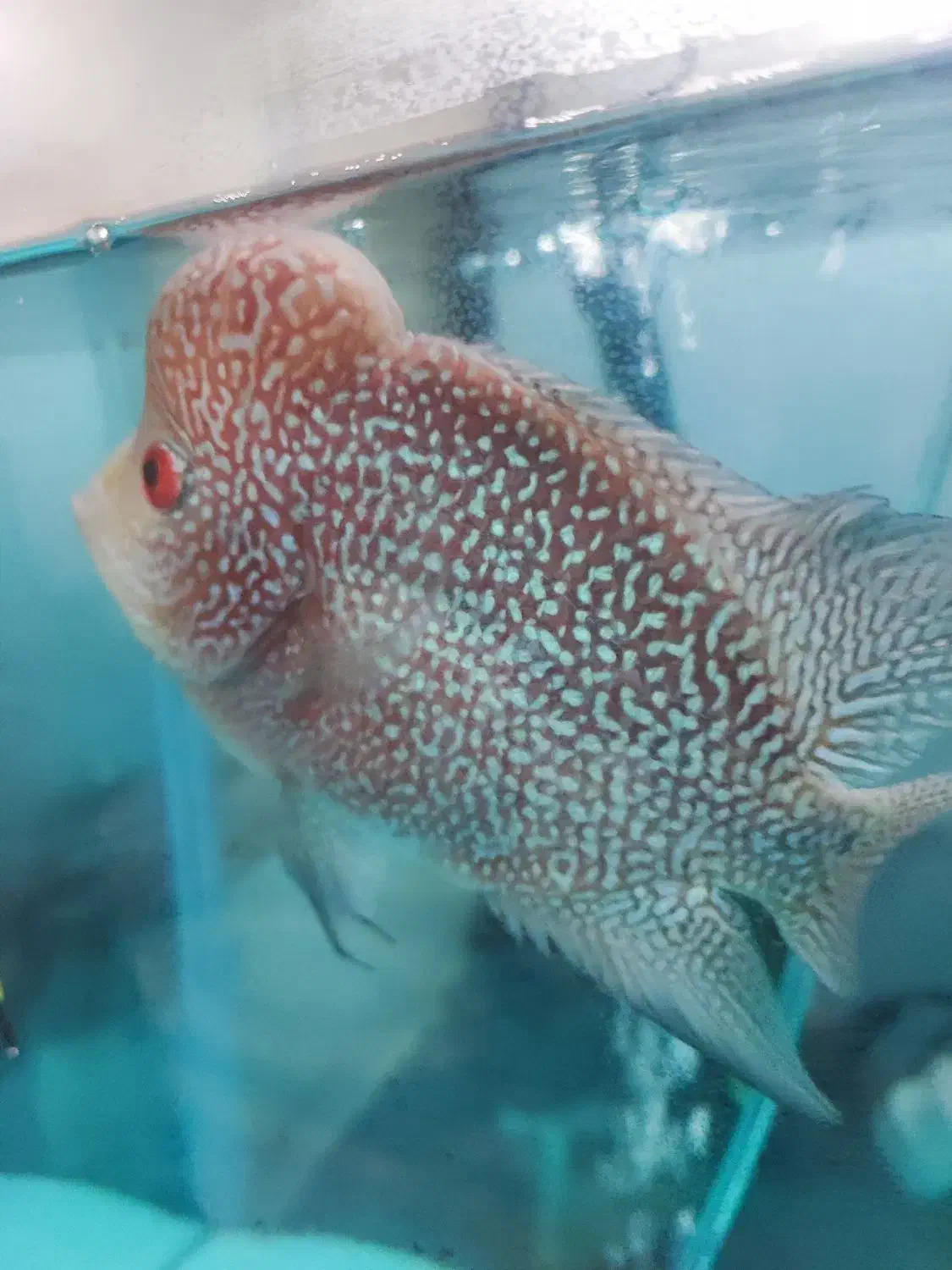 فلاور نر|ماهی|تبریز, |دیوار