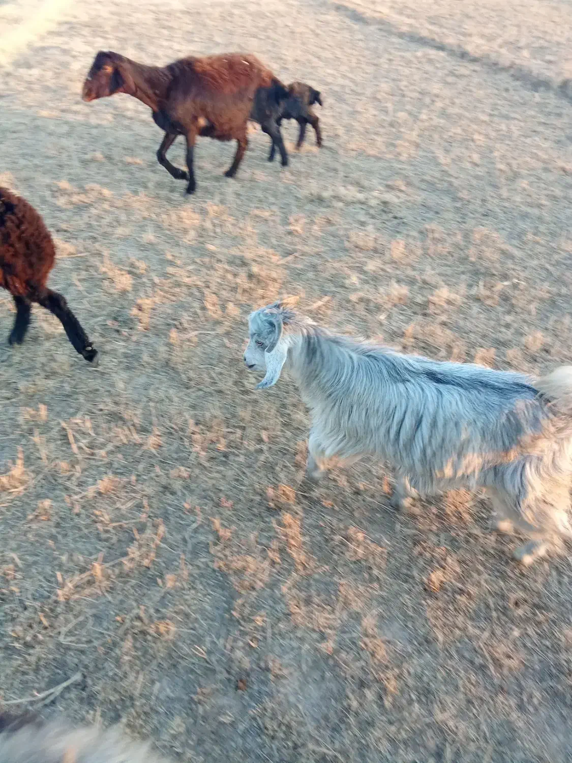 فروش دو عدد بزغاله یکی نرویکی ماده|حیوانات مزرعه|چهاربرج, |دیوار