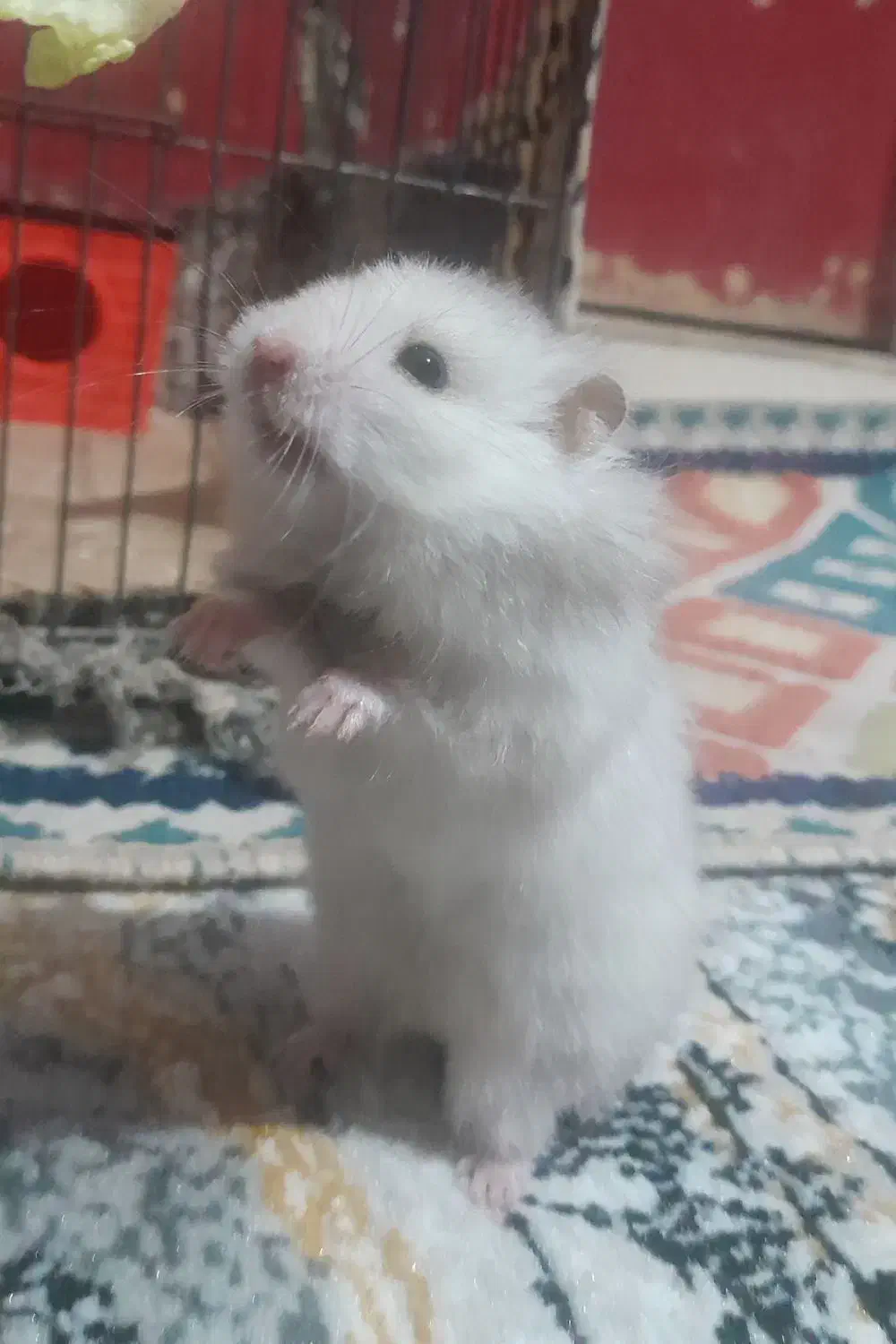 همستر|موش و خرگوش|ری, شهادت|دیوار