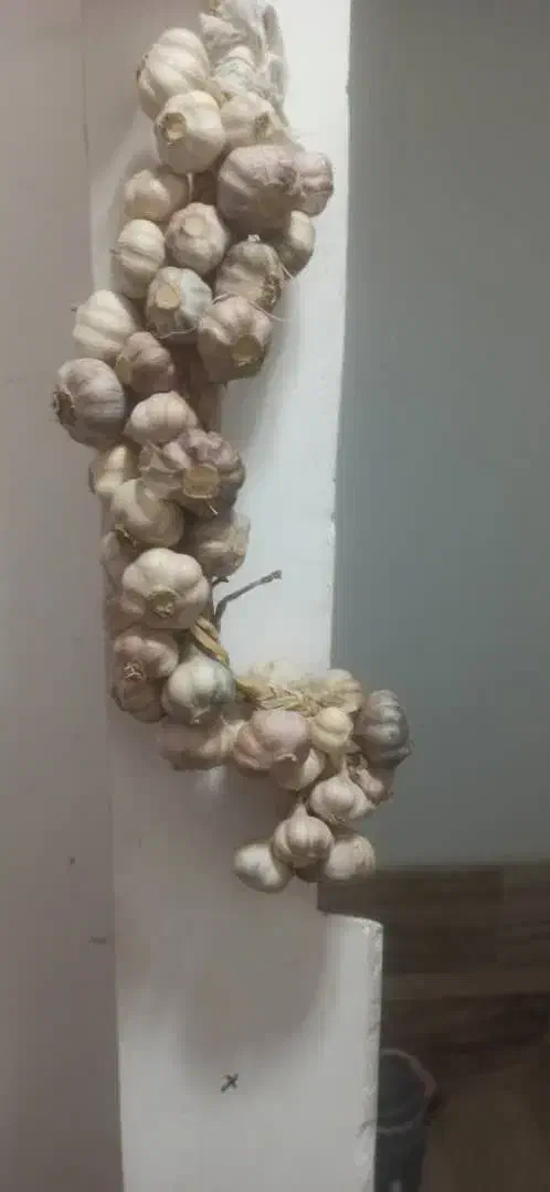 سیر محلی|خوردنی و آشامیدنی|رشت, دیلمان|دیوار