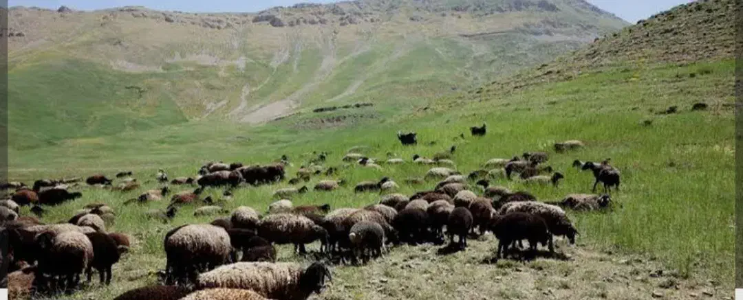 گوسفنده زنده و گوشت هم موجود میباشد|حیوانات مزرعه|رودهن, |دیوار