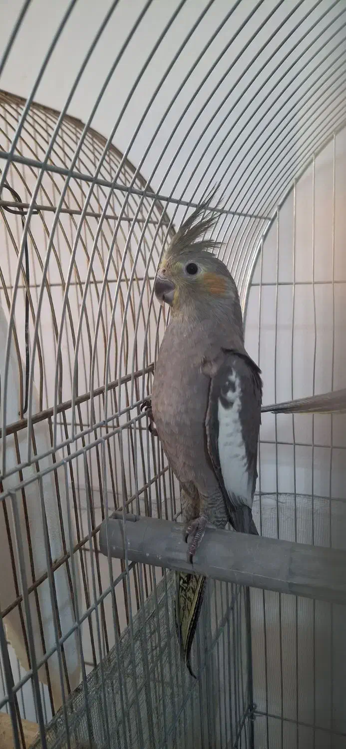 عروس هلندی نر|پرنده|پاکدشت, پاکدشت (مامازند)|دیوار