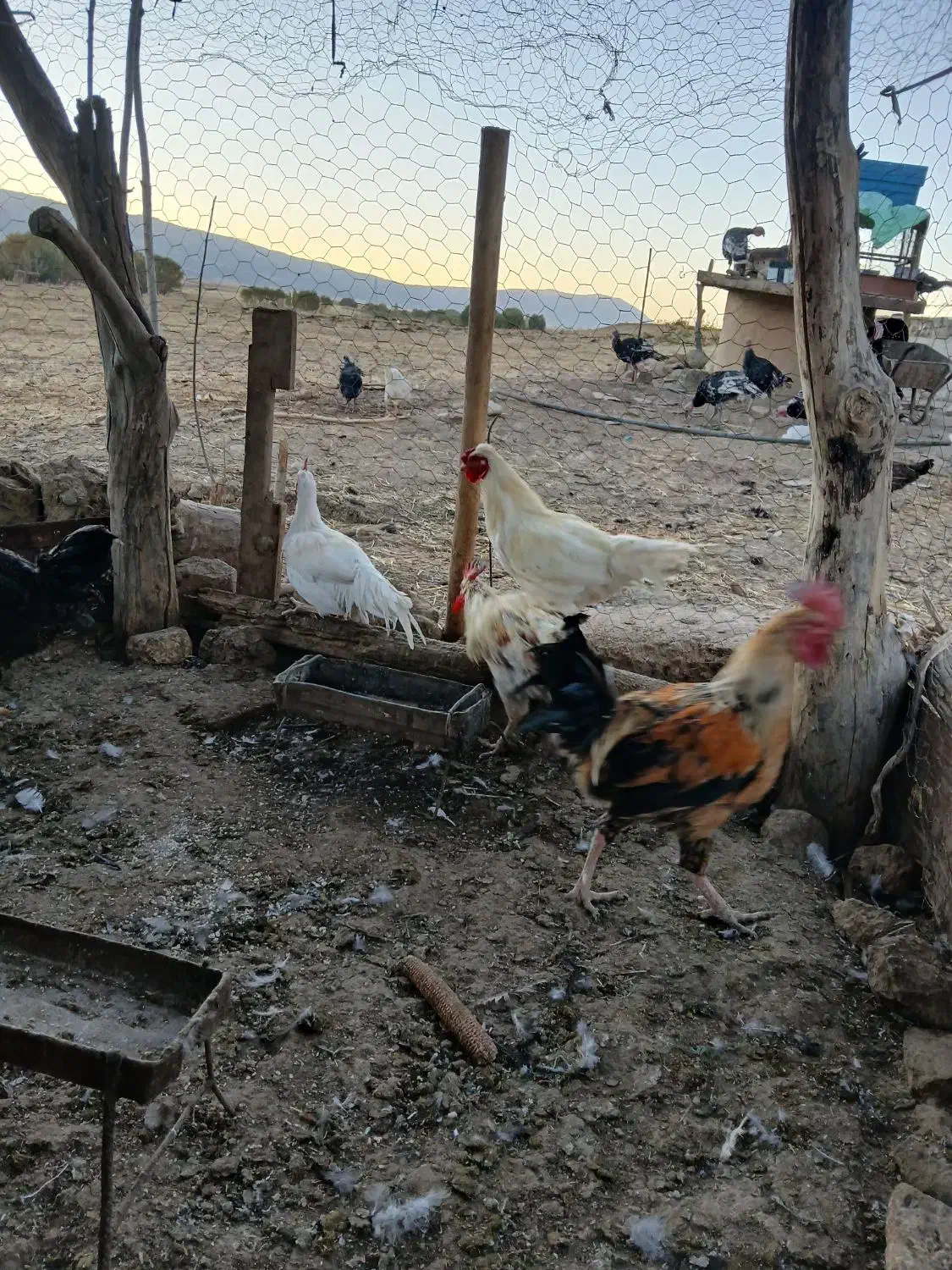 خروس|حیوانات مزرعه|گوآور, |دیوار