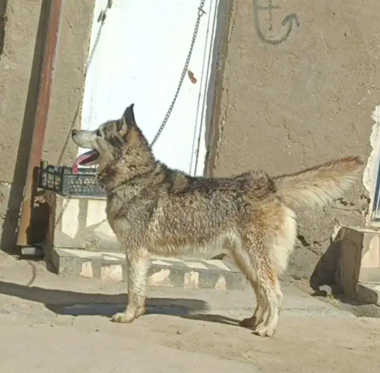 هاسکی|سگ|اسدآباد, |دیوار