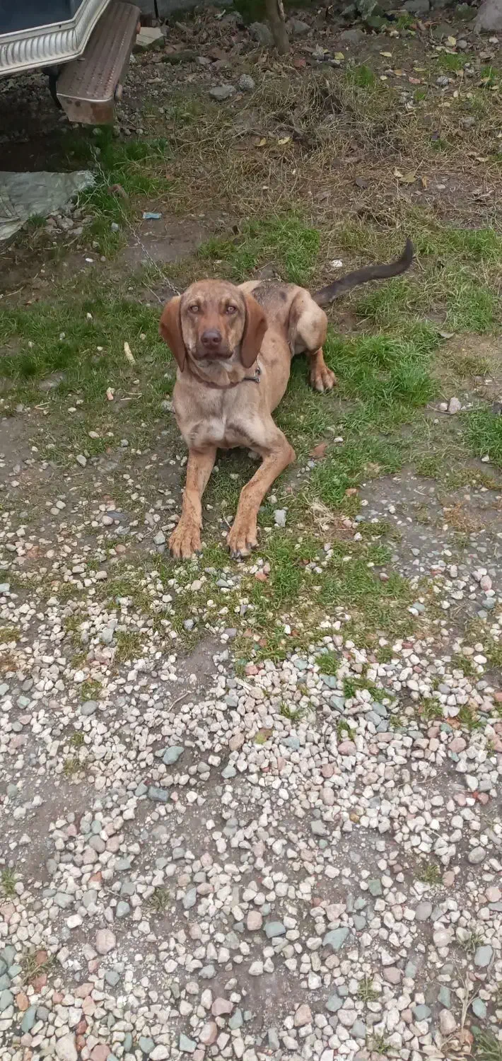 فروش سگ|سگ|لاهیجان, لیل|دیوار