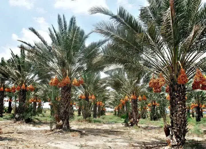 انار انجیر انگور نخل خرمانهال درخت نهالستان تولیدی|خدمات باغبانی و درختکاری|قم, عمار یاسر|دیوار