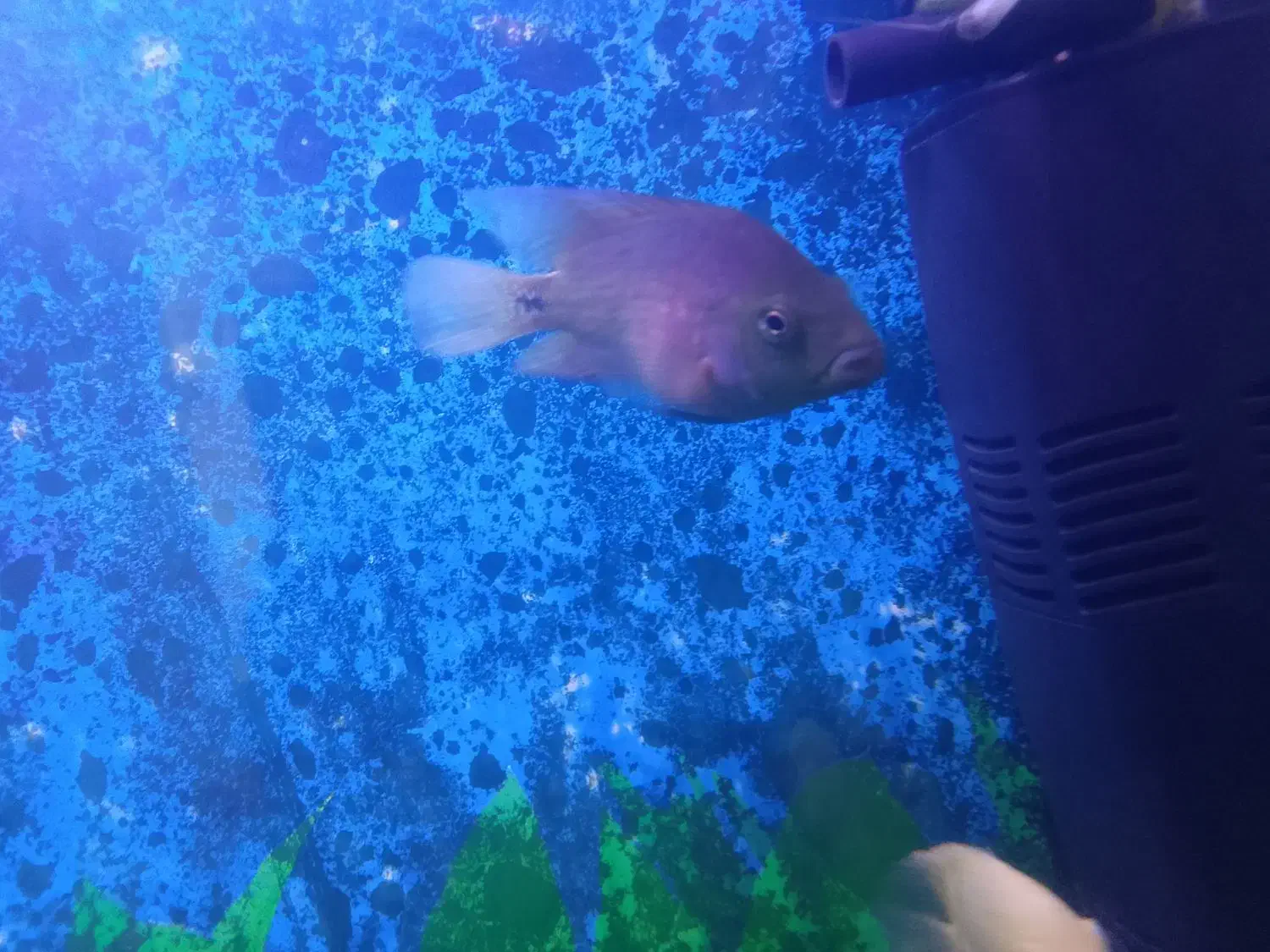 ماهی مقاوم و جذاب اکواریوم|ماهی|شیراز, گویم|دیوار