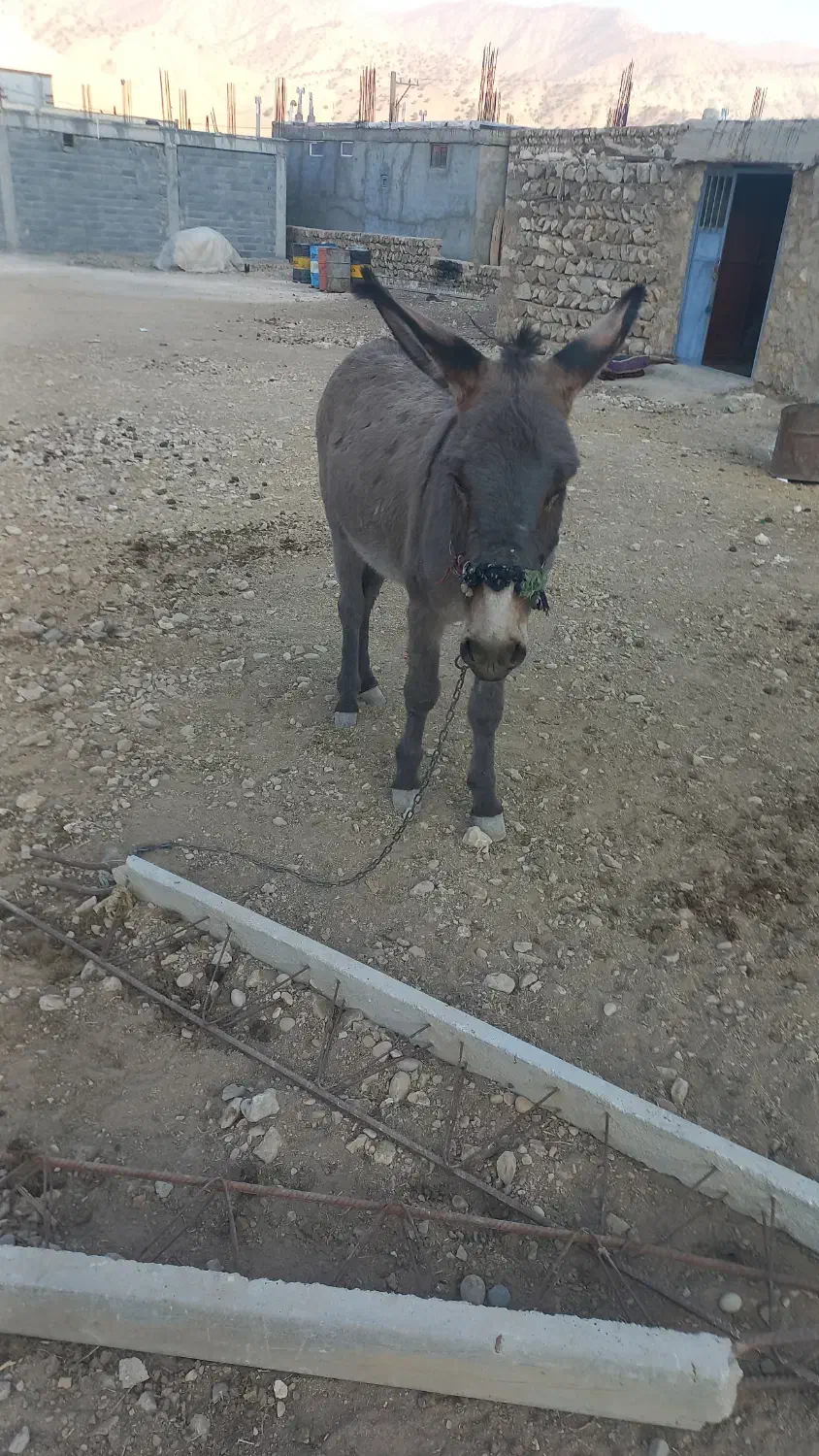 الاغ|حیوانات مزرعه|منج, |دیوار