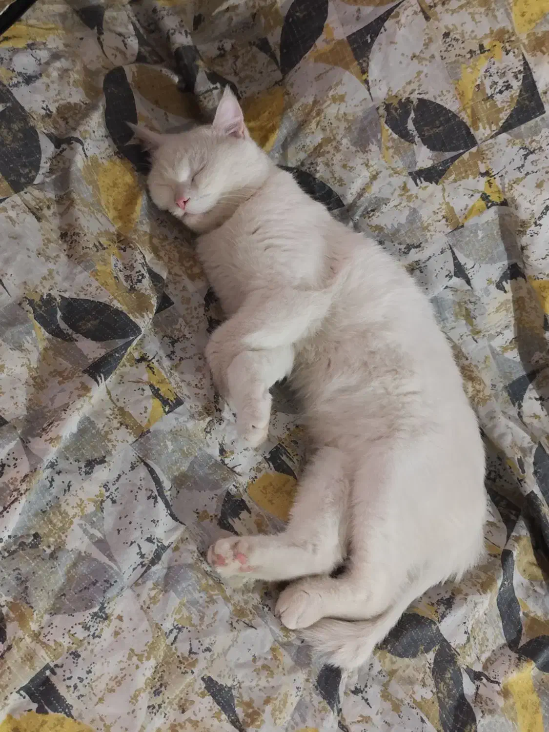 واگذاری گربه|گربه|کرمان, |دیوار